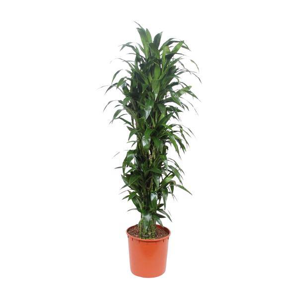 Drachenbaum - Dracaena Janet Craig - Zimmerpflanze - 170cm - ø34cm