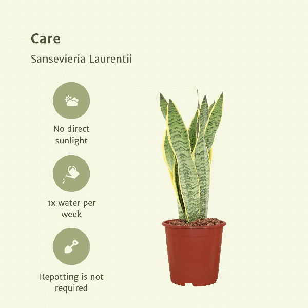 Bogenhanf - Sansevieria Laurentii - Frauenzunge - 40cm - ø14cm - 2 Stück