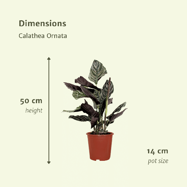 Pfauenpflanze - Calathea Ornata - Zimmerpflanze - 50cm - ø14cm - 2 Stück