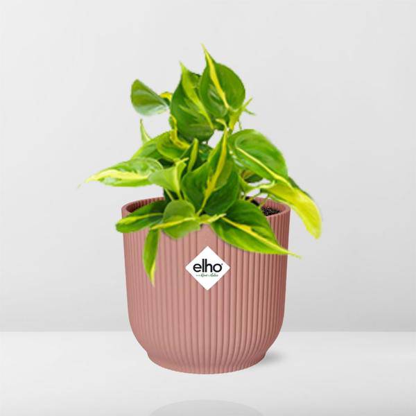Baumfreund - Philodendron Scandens 'Brasil' - Zimmerpflanze + Topf Vibes Fold 14cm Rosa