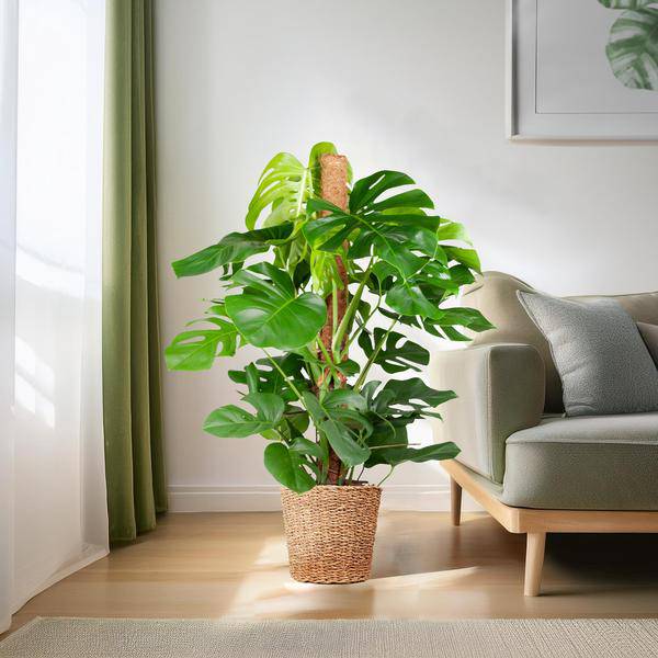 Monstera Deliciosa – Köstliches Fensterblatt – Zimmerpflanze – 120 cm – Ø24 cm – inkl. Pflanzkorb Torun – Trendige Blattstruktur, pflegeleicht, tropisches Flair