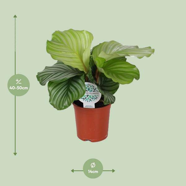Korbmarante - Calathea Orbifolia - Zimmerpflanze - Ø14cm - ↕45cm