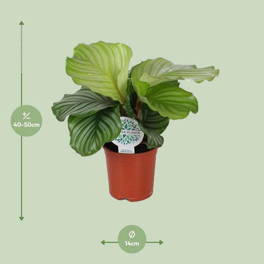 Korbmarante - Calathea Orbifolia - Zimmerpflanze - Ø14cm - ↕45cm