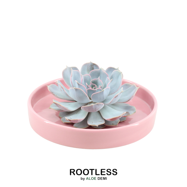 Sukkulente - Echeveria Lilacina im Schiefer 'Rosa' - Zimmerpflanze - Ø20cm - ↕5cm