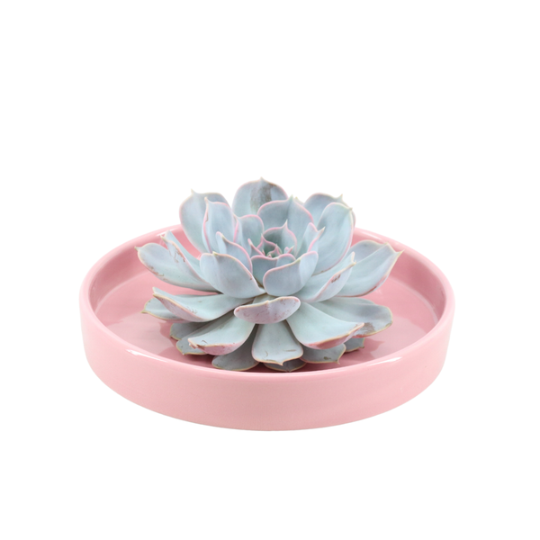 Sukkulente - Echeveria Lilacina im Schiefer 'Rosa' - Zimmerpflanze - Ø20cm - ↕5cm
