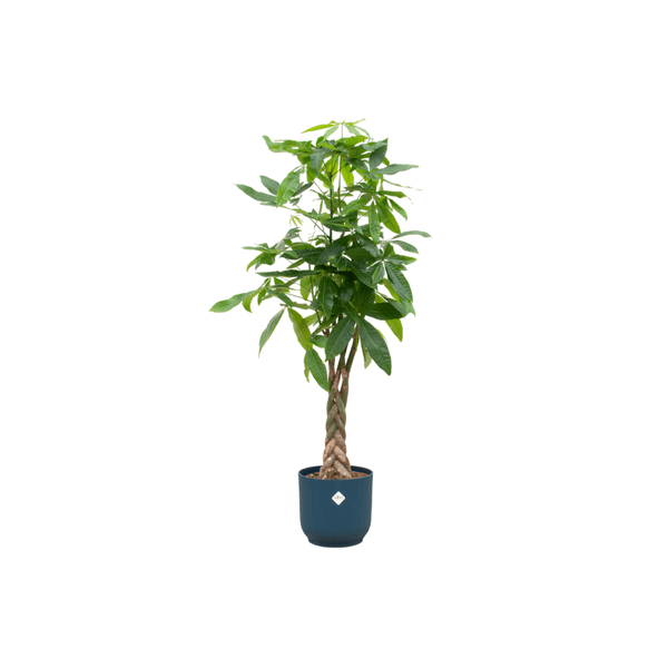 Pachira Aquatica - Glückskastanie - Zimmerpflanze - Ø30cm - ↨150 cm + Topf Vibes Fold Blau
