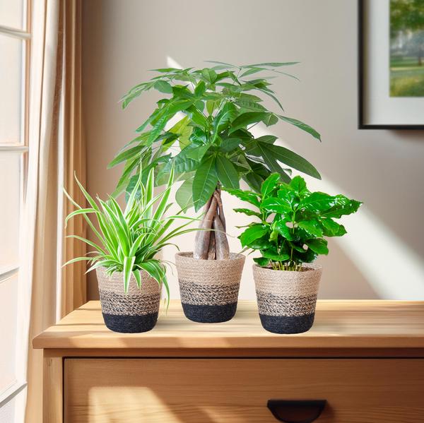 Tierfreundliches Pflanzset – Ungiftige Zimmerpflanzen für Katzen & Hunde – 3 Pflanzen Ø12 cm – Inkl. nachhaltigem Korb Lissabon Schwarz – Pachira, Grünlilie & Coffea – Sicher für Kinder & Haustiere