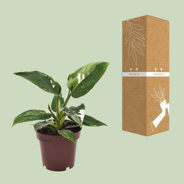 Baumfreund - Philodendron White Princess - Zimmerpflanze - Ø12cm - ↕25cm