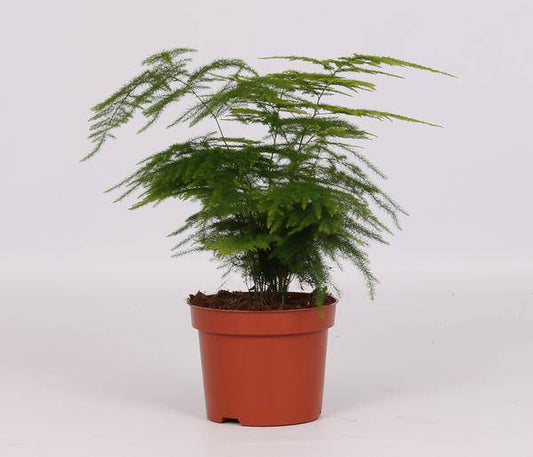 Feder-Spargel - Asparagus Setaceus - Zimmerpflanze - Ø12cm - ↕28cm