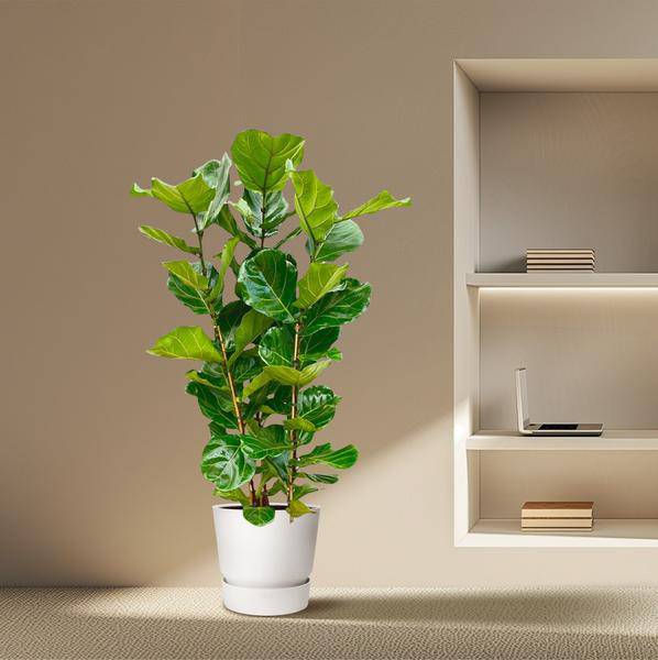 Feigenbaum – Ficus Lyrata Strauch – ca. 165cm hoch – Ø30cm – Geigenfeige als dekorative Zimmerpflanze – XXL Grünpflanze mit großen Blättern – Für Wohnzimmer, Wintergarten & Büro
