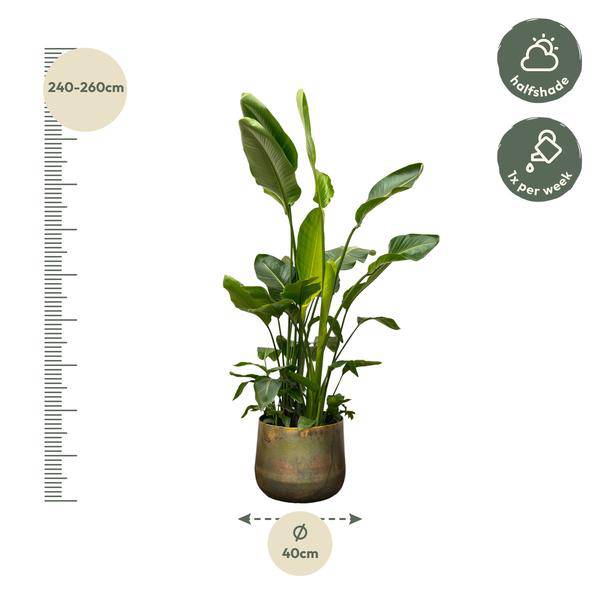 Strelitzia Nicolai – Baumstrelitzie – Zimmerpflanze 250cm – Ø40cm – Weißer Paradiesvogel mit großen grünen Blättern – Exotische tropische Kübelpflanze – Für helle Innenräume & geschützte Außenbereiche