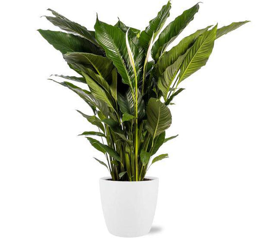 Spathiphyllum Sweet Sebastiano Einblatt – Zimmerpflanze Ø24cm – ca. 110cm hoch – Mit Topf Brüssel Weiß Ø25x23cm – Elegante Friedenslilie – Für hellen bis halbschattigen Standort