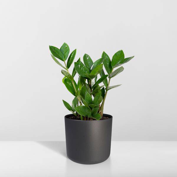 Glücksfeder - Zamioculcas - Zimmerpflanze - Ø12cm - ↕35cm
