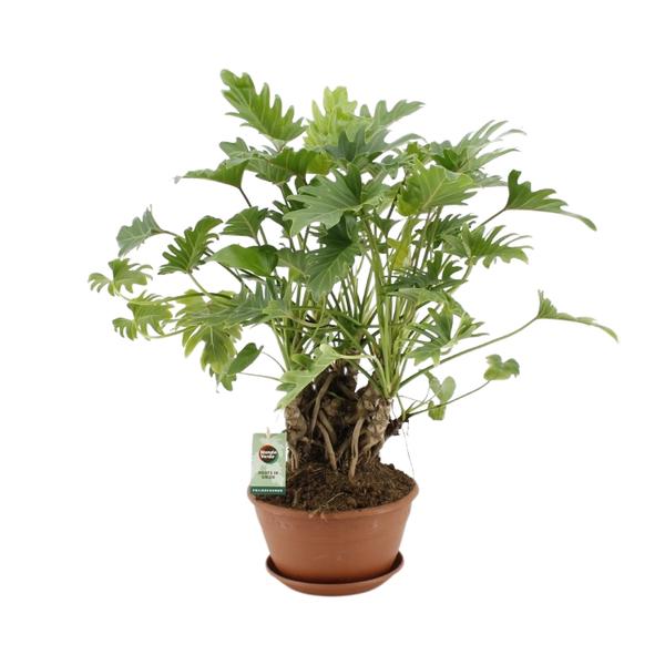 Baumfreund - Philodendron Xanadu - Zimmerpflanze - Ø22cm - ↕50cm