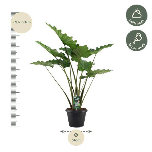 Alocasia Portodora – Elefantenohr – XXL Zimmerpflanze – Tropische Grünpflanze – Pflegeleicht – Imposante Blätter – ↕140cm – Ø34cm