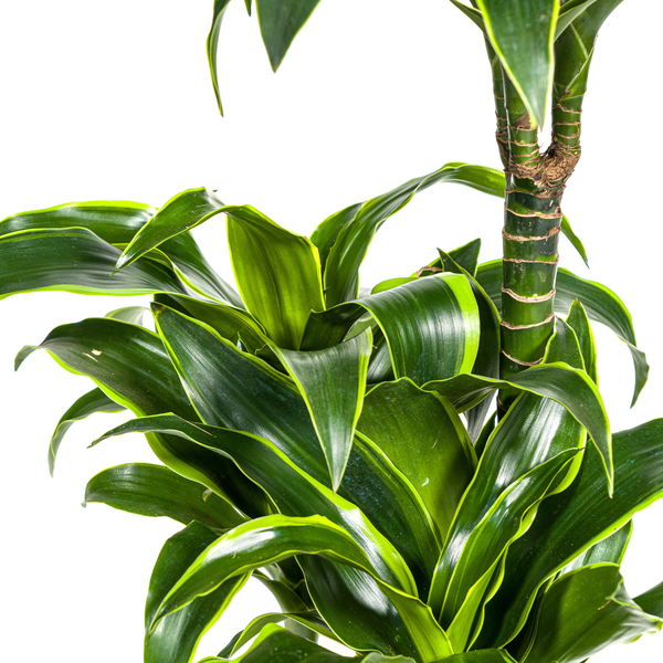 Dracaena Deremensis Dorado – Drachenbaum – Zimmerpflanze – Ø21cm – Höhe 100–120cm – Dunkelgrüne Blätter mit gelbem Rand – Pflegeleicht & dekorativ