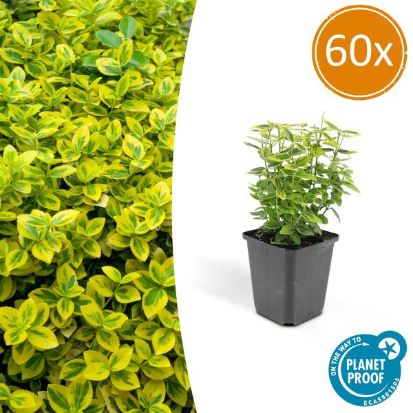 Spindelstrauch - Euonymus fort. 'Smaragd 'n Gold' - ↕10-25cm - Ø9cm - 60 Stück