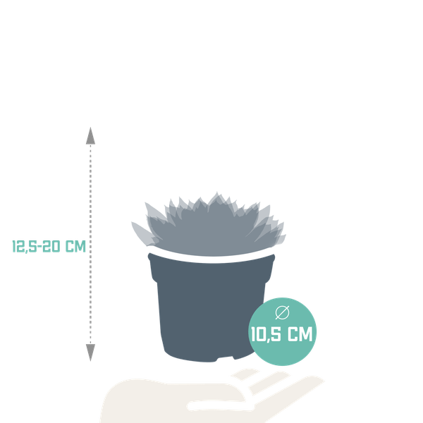 Steinrose - Echeveria - Mix - 10,5 cm - 3 Stück - Zimmerpflanze - Sukkulente