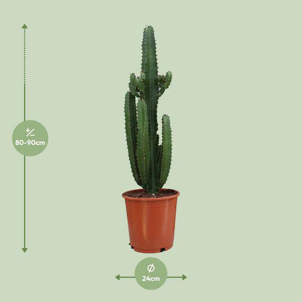 Kaktus 'Dreikantige Wolfsmilch' - Euphorbia Trigona Rubra - Zimmerpflanze - Ø24cm - ↕90cm