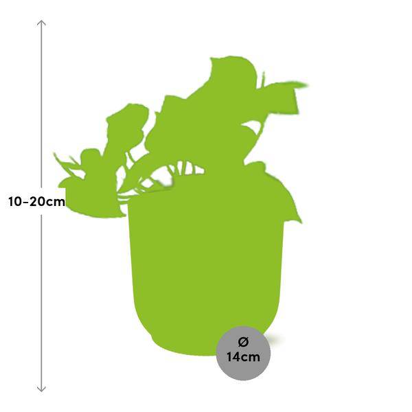 Efeutute - Epipremnum Pinnatum 'Aureum' - Zimmerpflanze + Topf Vibes Fold 14cm Gelb