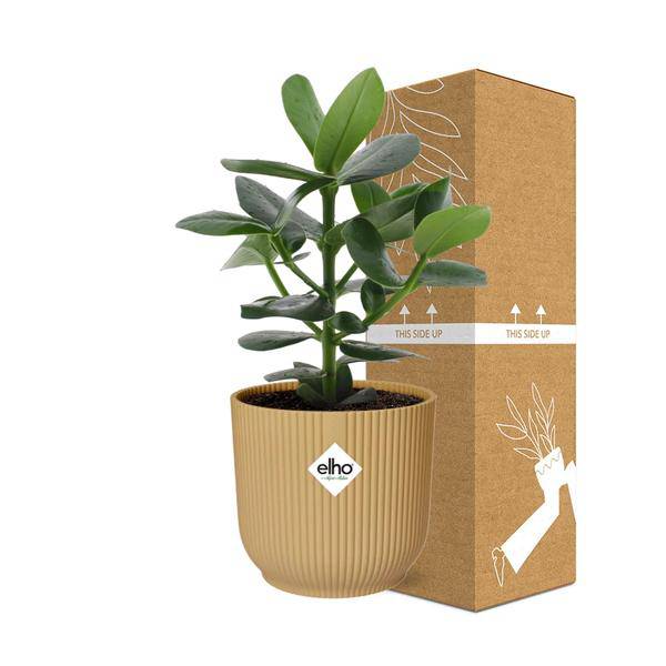 Balsamapfel - Clusia Princess - Zimmerpflanze + Topf Vibes Fold 14cm Gelb