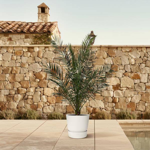 Kanarische Dattelpalme - Phoenix Canariensis - 180cm- Ø25cm