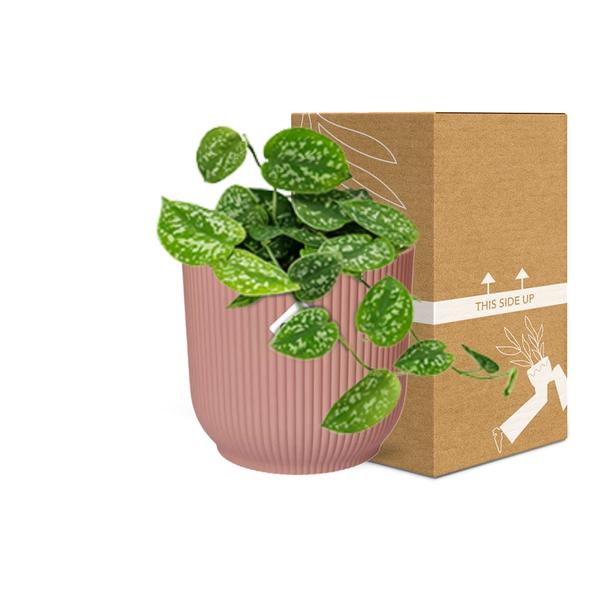 Efeutute - Scindapsus Pictus 'Argyraeus' - Zimmerpflanze + Topf Vibes Fold 14cm Rosa