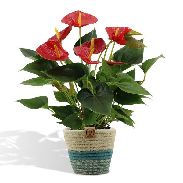 Flamingoblume - Anthurium andreanum Diamantrot - Zimmerpflanze + Korb Pure - 45cm - Ø12cm