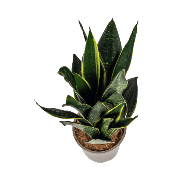 Sansevieria Trifasciata Futura Schwarz - Bogenhanf - Zimmerpflanze - Ø17cm - ↕45-55cm