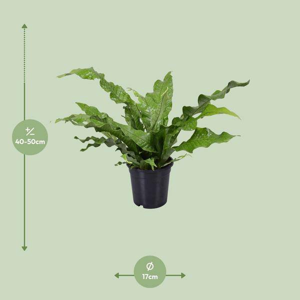 Känguru-Farn - Microsorum Diversifolium - Zimmerpflanze - Ø17cm - ↕45cm