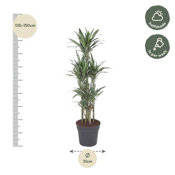 Drachenbaum - Dracaena Warneckei Karussell - Zimmerpflanze - 140 cm - ø31cm