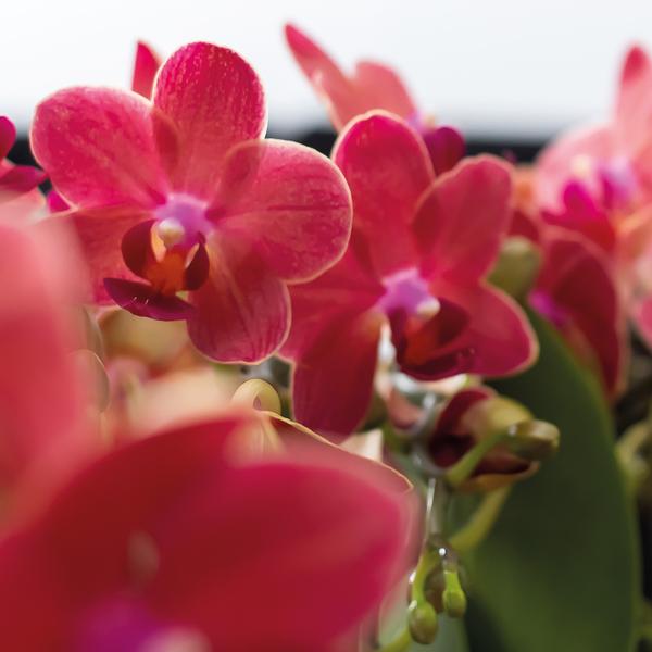 Rote Phalaenopsis Orchideen - Kongo - Topfgröße Ø9cm - blühende Zimmerpflanze - 2 Stück