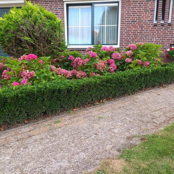 Japanischer Spindelstrauch Euonymus japonicus 'Grüne Turmspitze' – 40 Pflanzen – ↕10-25cm – Ø9cm – Immergrün & Kompakt – Buchsbaum-Ersatz – Für Hecken, Beete & Solitär