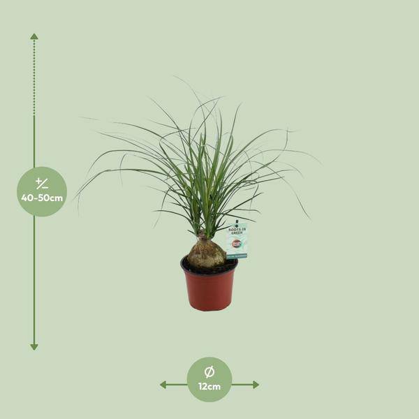 Elefantenfuß - Beaucarnea Nolina Recurvata - Zimmerpflanze - Ø12cm - ↕45cm