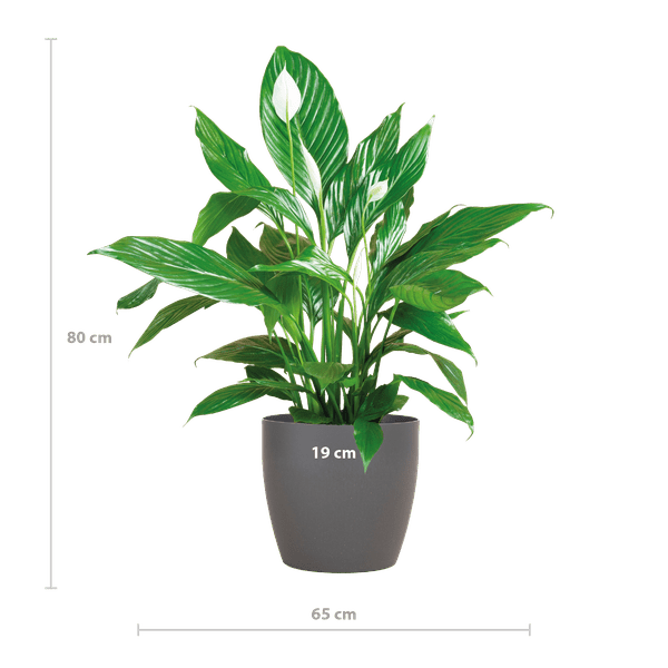 Spathiphyllum Sweet Lauretta – Scheidenblatt – Zimmerpflanze + Topf Viber Grau – ↕80cm – Ø21cm – Friedenslilie mit eleganten weißen Blüten – Pflegeleicht & dekorativ für Innenräume
