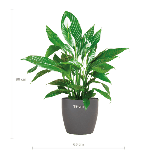 Spathiphyllum Sweet Lauretta – Scheidenblatt – Zimmerpflanze + Topf Viber Grau – ↕80cm – Ø21cm – Friedenslilie mit eleganten weißen Blüten – Pflegeleicht & dekorativ für Innenräume