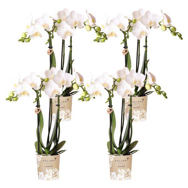 Phalaenopsis Orchideen Amabilis Weiß – Ø9cm – Zimmerpflanze – 4 Orchideen – edle weiße Multiflora Orchideen mit 2–3 Zweigen