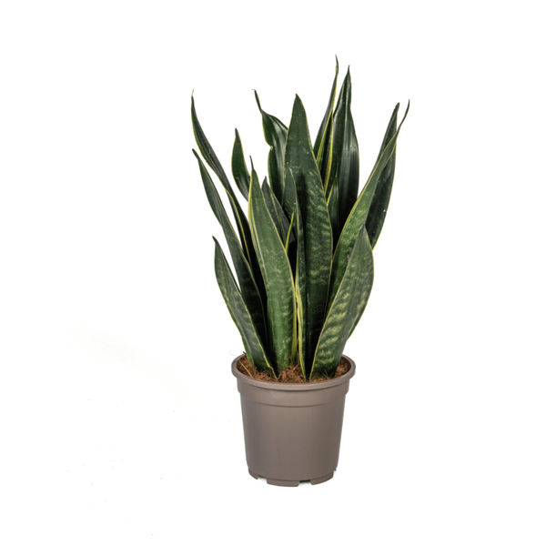 Sansevieria Trifasciata Futura Schwarz - Bogenhanf - Zimmerpflanze - Ø17cm - ↕45-55cm
