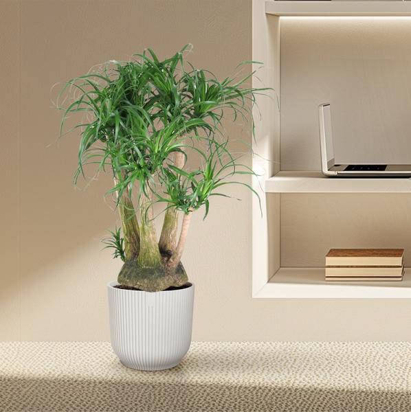 Beaucarnea – Klumpstamm 110cm – Ø41cm – Zimmerpflanze mit exotischem Look – Elefantenfuß mit dickem Stamm & langen Blättern – Pflegeleichte Grünpflanze für Wohnzimmer, Büro & Wintergarten
