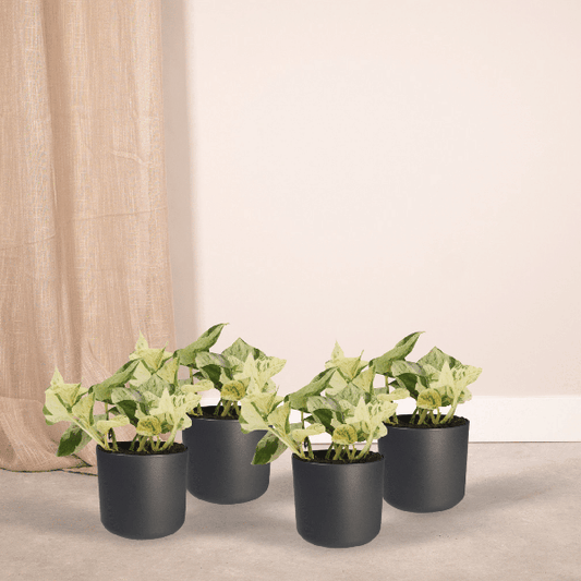 Efeutute - Epipremnum Happy Leaf Scindapsus - Zimmrpflanze - 15cm - ø12cm - 4 Stück