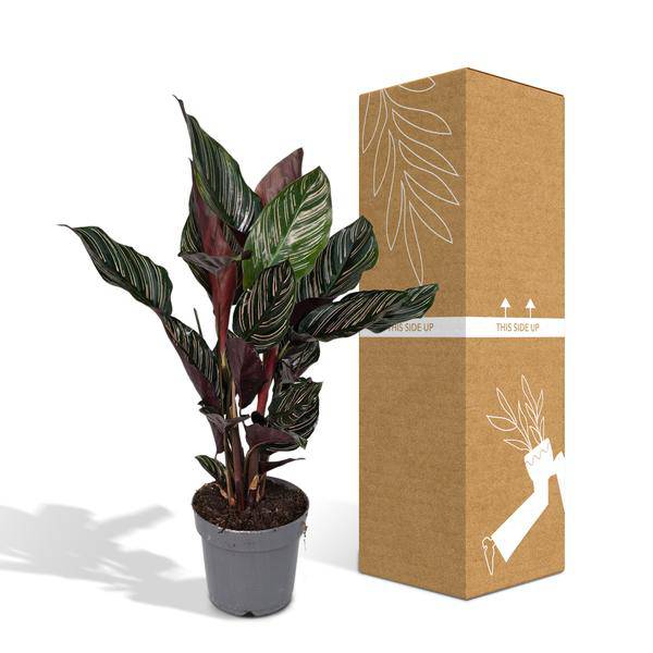 Korbmarante Calathea Ornata – Zimmerpflanze Ø14cm – ca. 50cm hoch – Exotische Blattzeichnung – Pflegeleichte Zimmerpflanze für Zuhause & Büro
