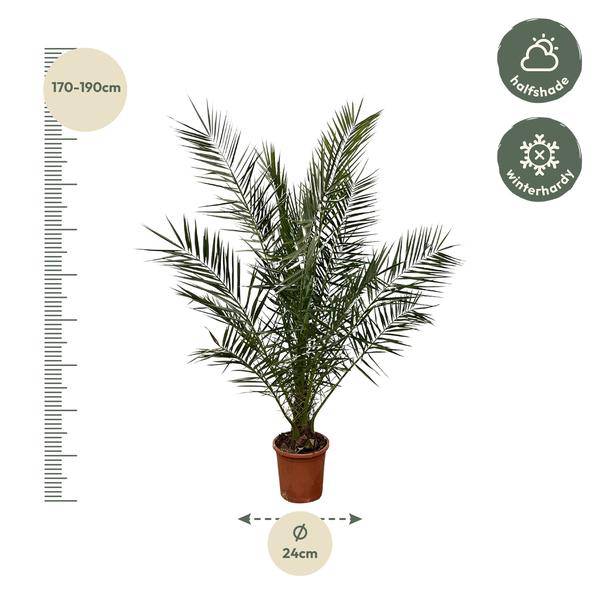 Phönix Canariensis – Kanarische Dattelpalme – Palme ca. 180cm hoch – Ø24cm – Exotische Zimmer- & Gartenpflanze