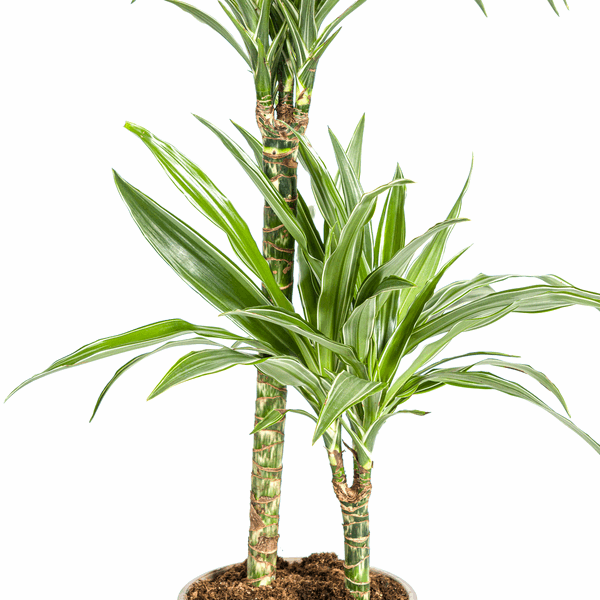 Dracaena Deremensis Weiß gestreift Ø19cm - ↕70 - 90cm