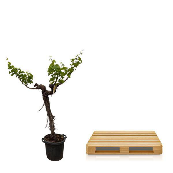 Weintraube – Vitis Vinifera – Weinrebe 220cm – Ø55cm – Verzweigter Stamm mit üppigem Blattwerk – Exklusive Kübelpflanze für Garten, Terrasse & Balkon – Essbare Trauben