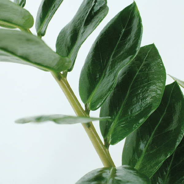 Glücksfeder - Zamioculcas Zamiifolia - Smaragdpalme - 50cm - ø14cm - 2 Stück