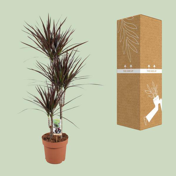 Drachenbaum - Dracaena Magenta - Zimmerpflanze - Ø21cm - ↕120cm