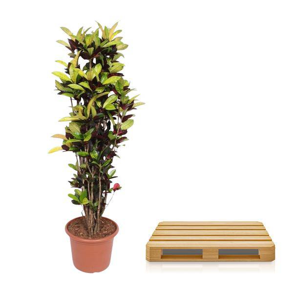 Wunderstrauch – Codiaeum Iceton Croton – Zimmerpflanze ca. 190cm Höhe – Ø45cm – dekorative Pflanze mit bunten Blättern für Wohnzimmer & Büro