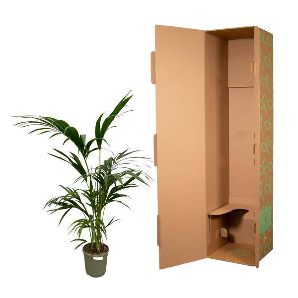 Kentia-Palme – Howea forsteriana – Exklusive Zimmerpalme – ↕130cm – Ø21cm – Tropische Grünpflanze für Wohnzimmer, Büro & Wintergarten – Elegante Palme mit dunkelgrünen Blättern