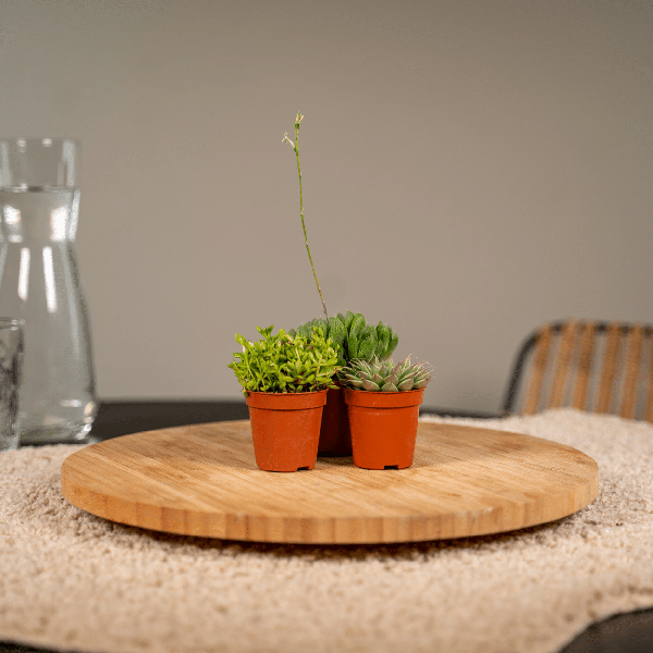 Sukkulenten Mix - 10 Stück - Ø5,5cm - ↕7cm