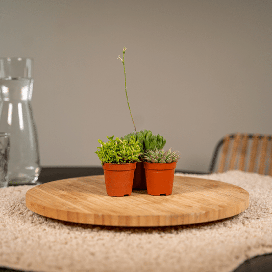 Sukkulenten Mix - 10 Stück - Ø5,5cm - ↕7cm